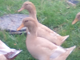 Smukke Buff Ducks