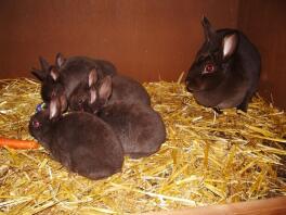 Sorte kaniner i bur