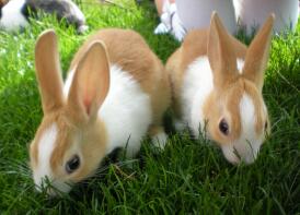 2 af mine hollandske baby kaniner