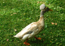 Crested Duck set i en offentlig park i Sacramento, Californien.