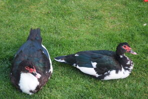 muscovy par