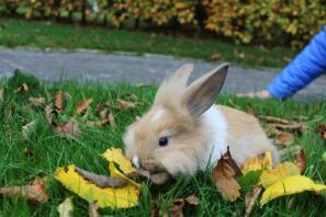 min kanin efterår spiller, når det er autmn! xx