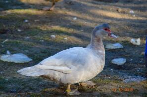 muscovy