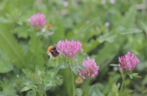 En smuk blomst, der bliver pudset af bierne.