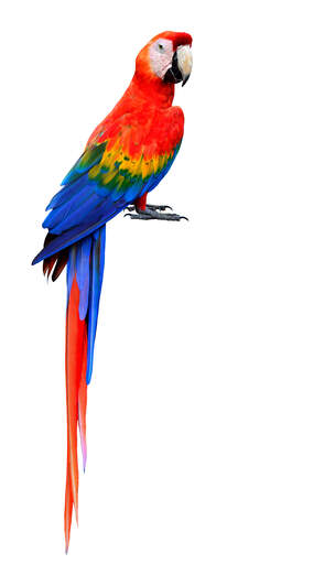 En scarlet macaw smukke, lange halefjer