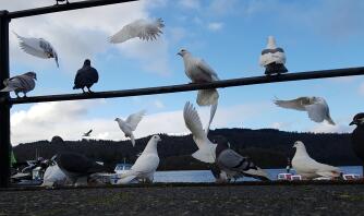 PiGeons og duer ved stranden