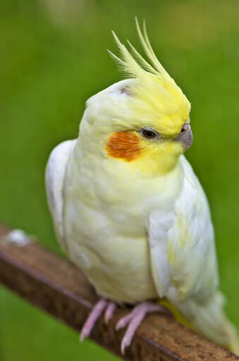 Et nærbillede af en cockatiels vidunderlige gule hovedfjer