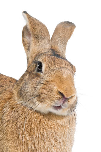 En belgisk hares smukke lange næse