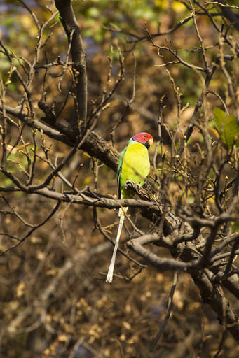 En plum headed parakeet's vidunderlige, røde hovedfjer