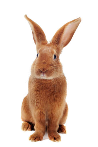 En fauve de bourveGogne kanin, der viser sine dejlige store ører frem