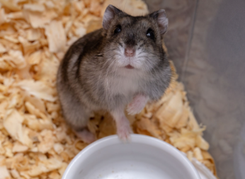 Dette er taz, han er min hamster