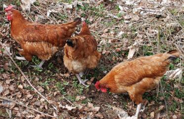 Tre hybride rhode island red light sussex cross høns