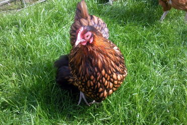 Guldblonde Orpington Bantam Pullet