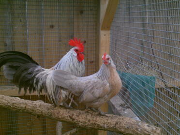 par lavendel hollandske bantams