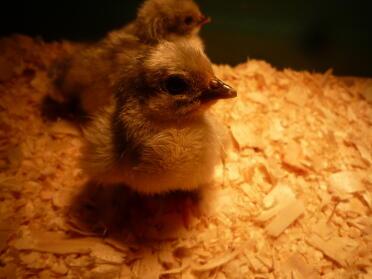 Lavendel Pekin chick