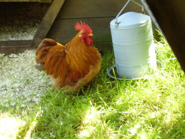 Muffin, vores hjemmeavlede ingefær pekin cockerel