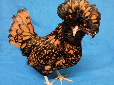 Bearded Gold Laced Polsk Hætte