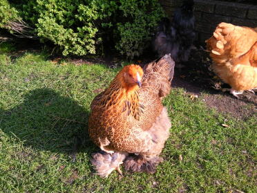 Guldpatridge Brahma Pullet