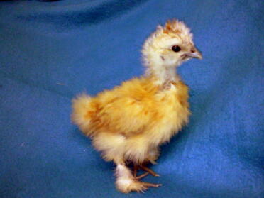 Miniature Silkie Chick