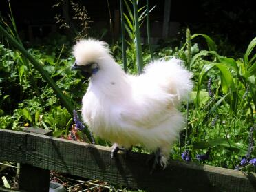 Silkie cockerel i haven