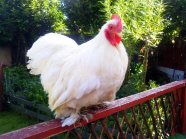 Hvid Pekin Cockerel