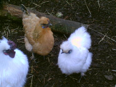 hvid silkie og silkie cross sussex