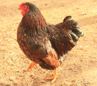 guld snøret cockerel