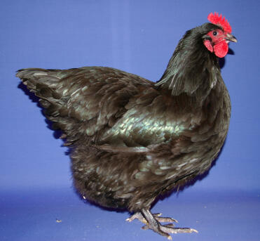 Australorp høns