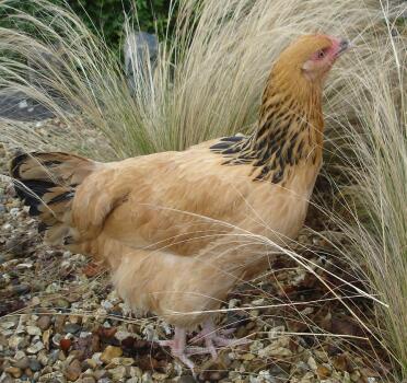 Buff sussex pullet i haven