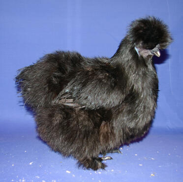 Sort silkie-kylling