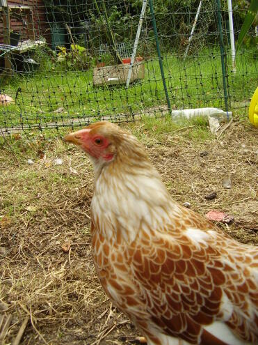 karamel. vores buff snørret wyandotte bantam