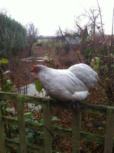 Betsy vores meget elskelige lavendel pekin