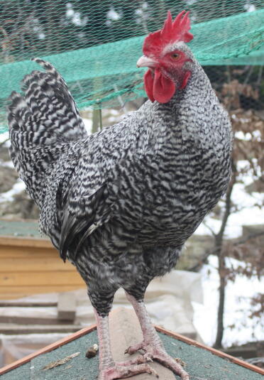 maran cockerel