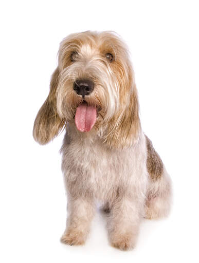Basset Vendeen (Petit) Hund | Dog Breeds