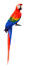 En scarlet macaw smukke, lange halefjer