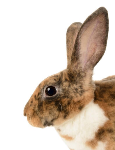 En mini rex kanin med smukke høje ører