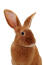 En fauve de bourveGogne kaninens utroligt høje ører