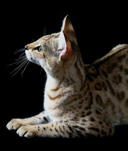 Savannah kat | Cat