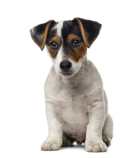 Jack Russell Terrier | Dog Breeds