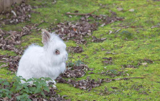 EnGora kanin med en utrolig hvid pels og fluffy ører
