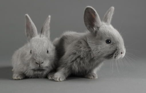 To lilla kaniner på en grå baggrund