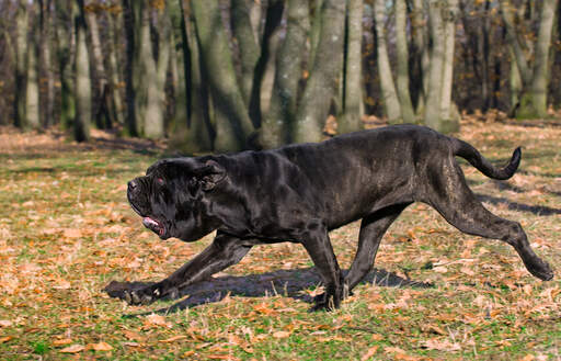 Black store spanish mastiff