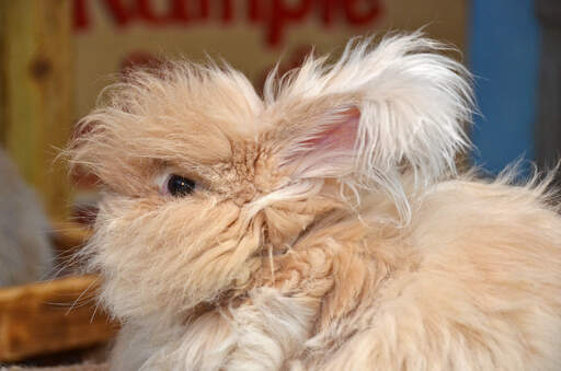 Et nærbillede af enGora kanins smukke, fluffy ører