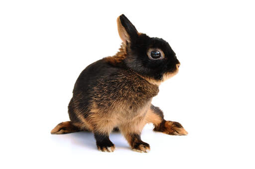 En smuk ung brun kanin med en utrolig mørk brun pels og korte ører
