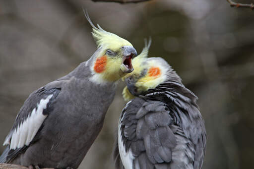 En cockatiels vidunderlige, grå kropsfjer