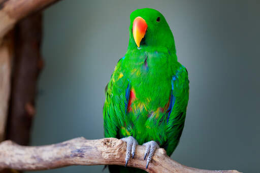 En eclectus papegøjes utroligt grønne topfjer