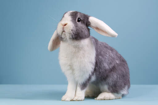 En smuk grå og hvid mini lop kanin med ørerne nedad