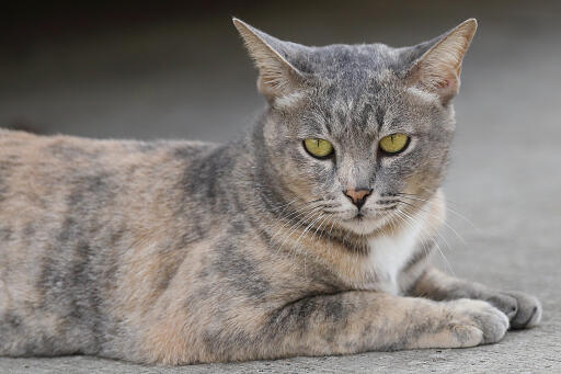 Asiatisk - kat | Cat Breeds