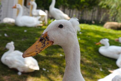 Bali duck hoved skudt tæt på