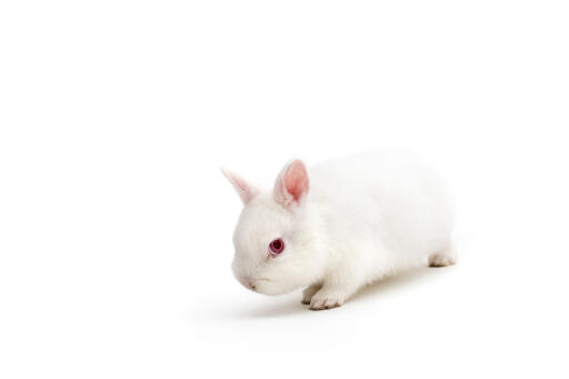 Polsk kanin mod hvid baggrund